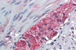 TXLNB Antibody, Novus Biologicals 50 &mu;g; Unconjugated:Antibodies, Polyclonal